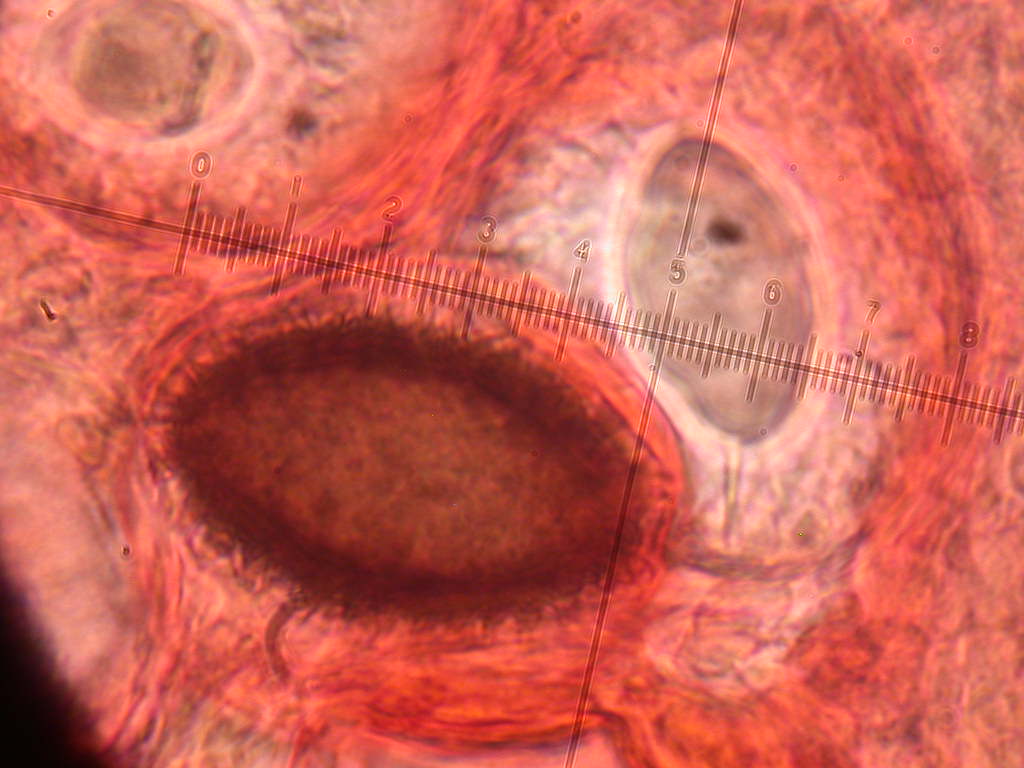 Con l''aiuto del microscopio... QUIZ
